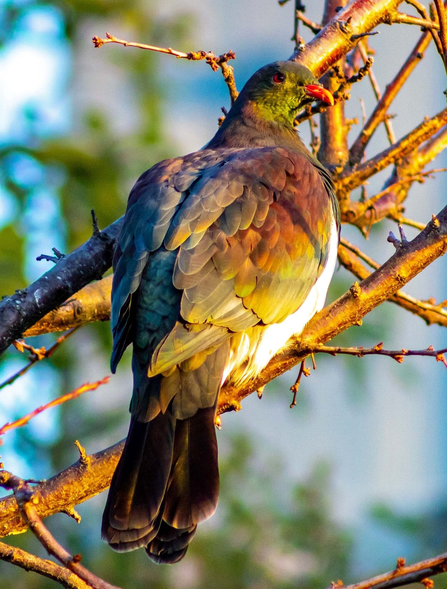  Kereru. Photo / Shelley Grell / Supplied