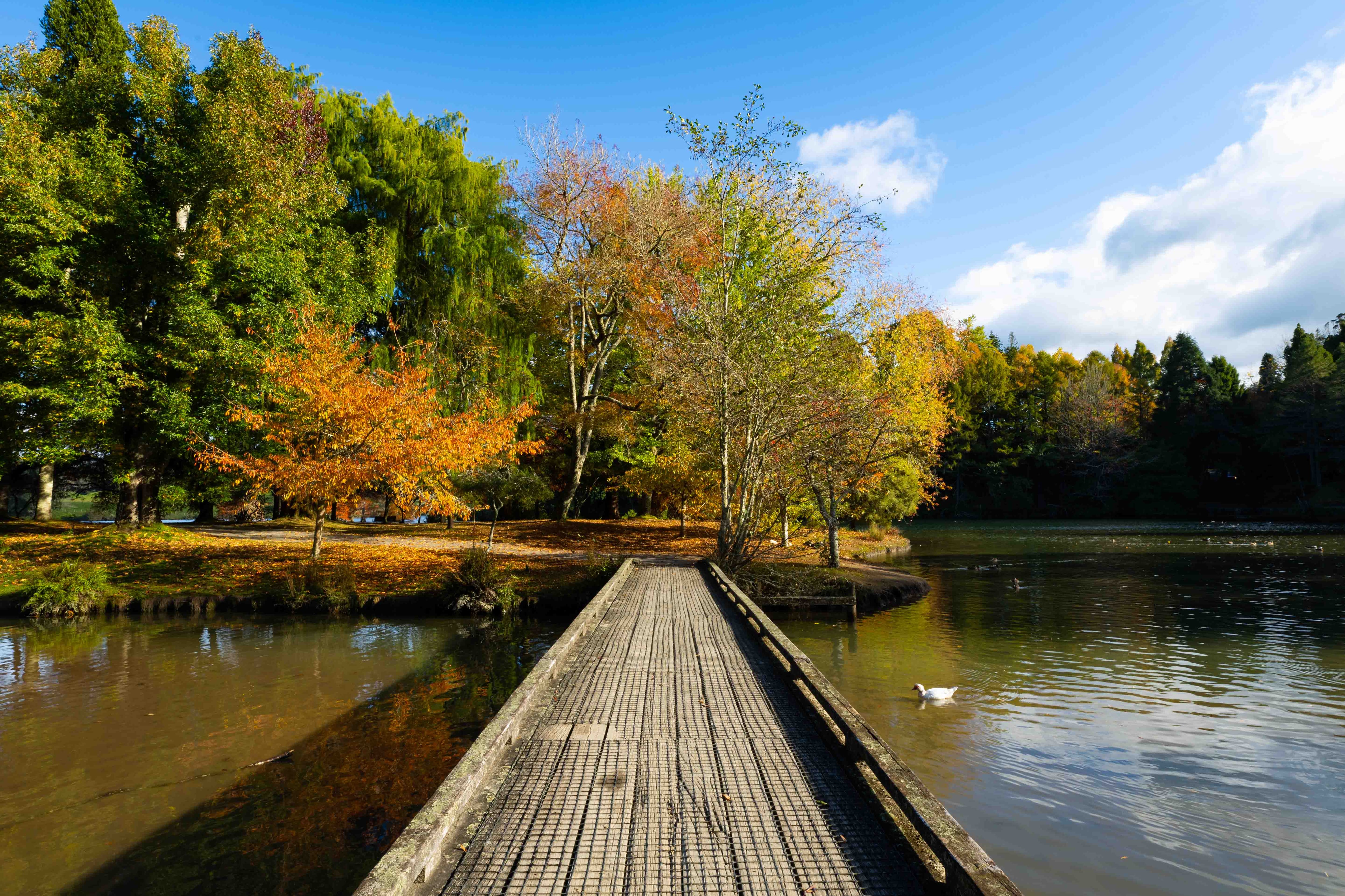 McLaren Falls Park has plenty of autumn leaves in May. Photo / Alex Cairns
