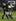 Dan Carter during the All Black versus Australia test for the Tri Nations and Bledisloe Cup rugby test match at Eden Park. Photo / Greg Bowker