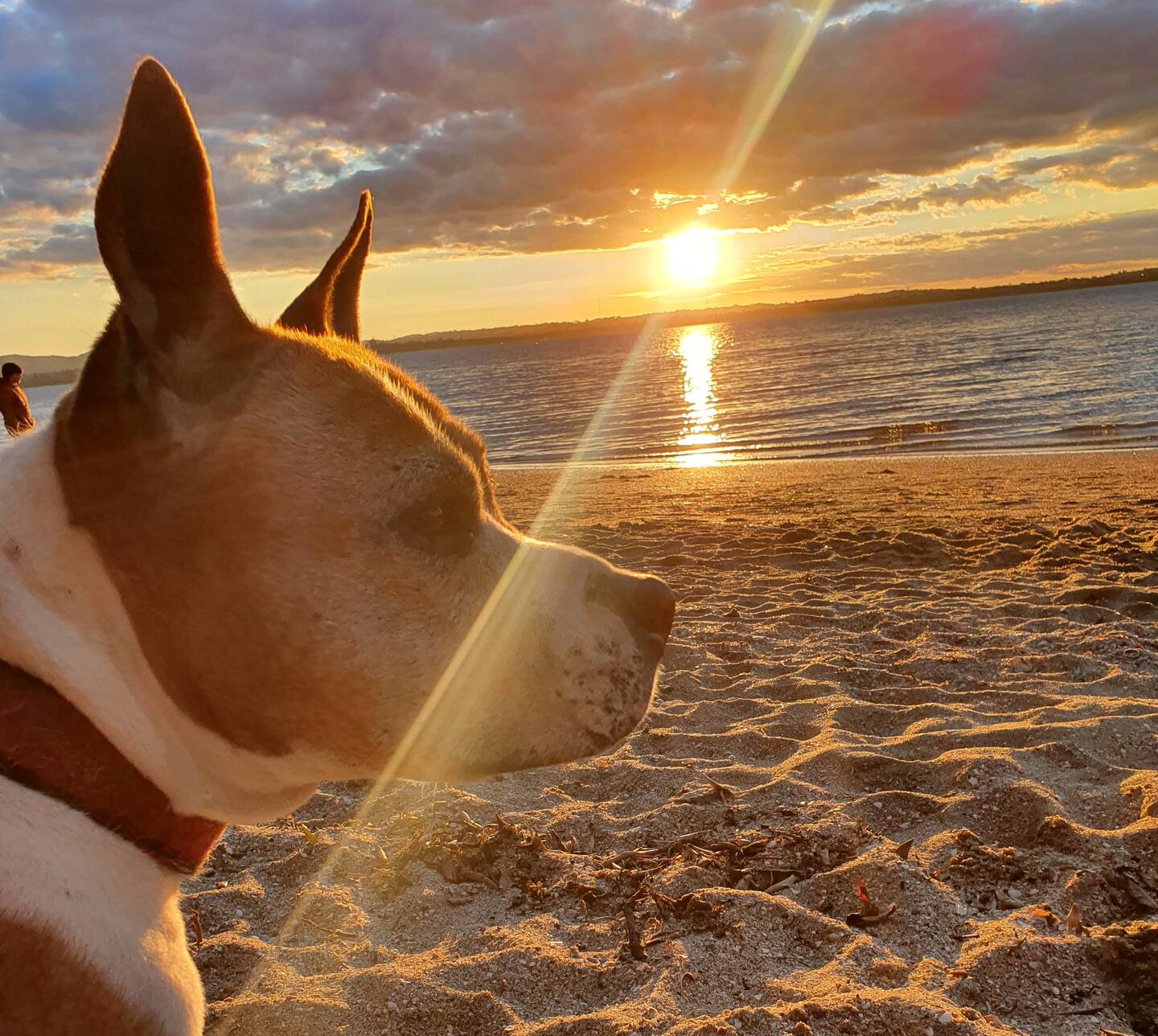 Beloved family pet Suki Telford, who died last year, after being removed from death row. Photo / Robert Telford