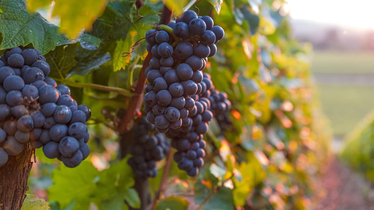 Trio jailed for human trafficking in the champagne industry, exploiting seasonal workers