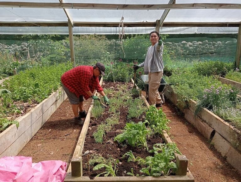 Trainees Sweetie Loeak and Te Wairere Tepania working in Taimahi Trust's greenhouses.
