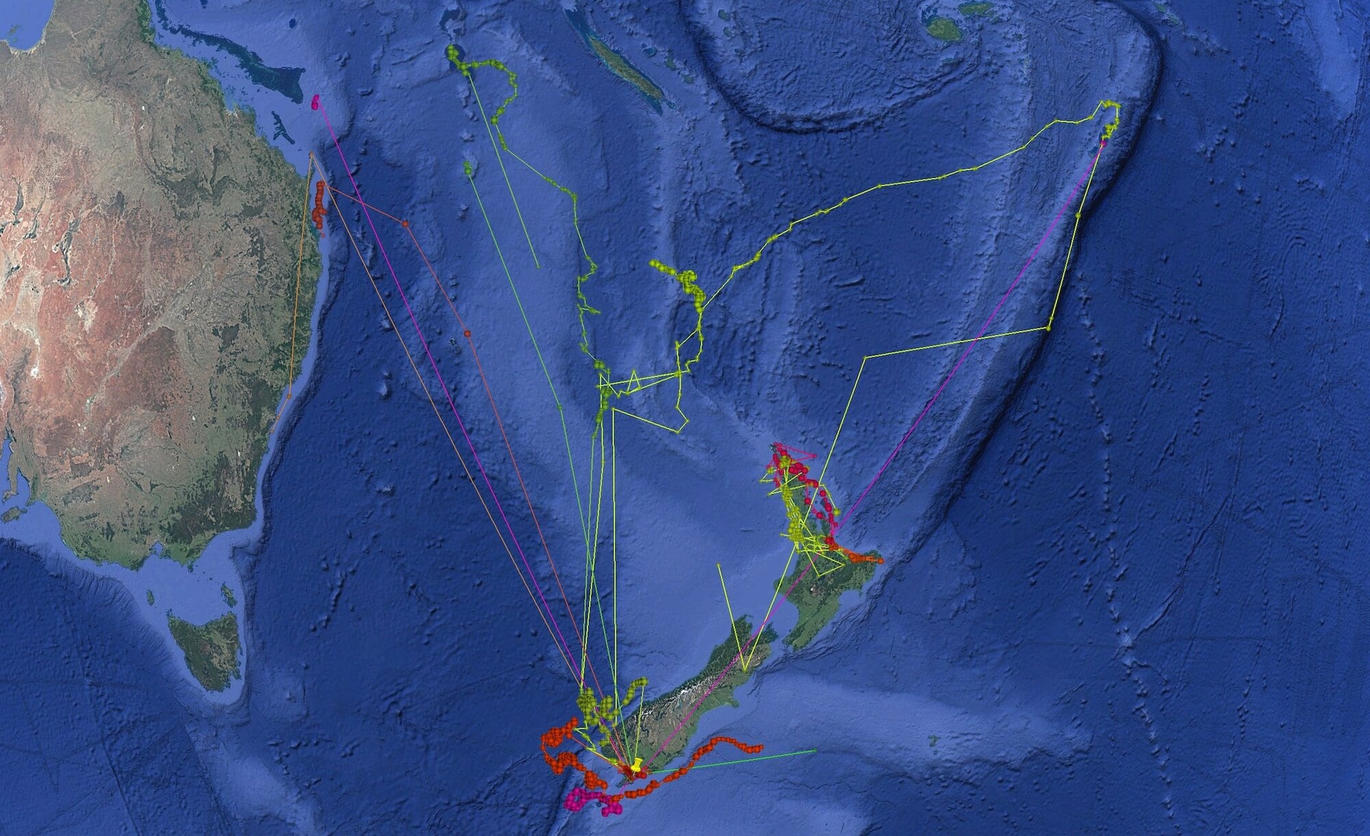 Tracking of great white sharks across the southwest Pacific. 