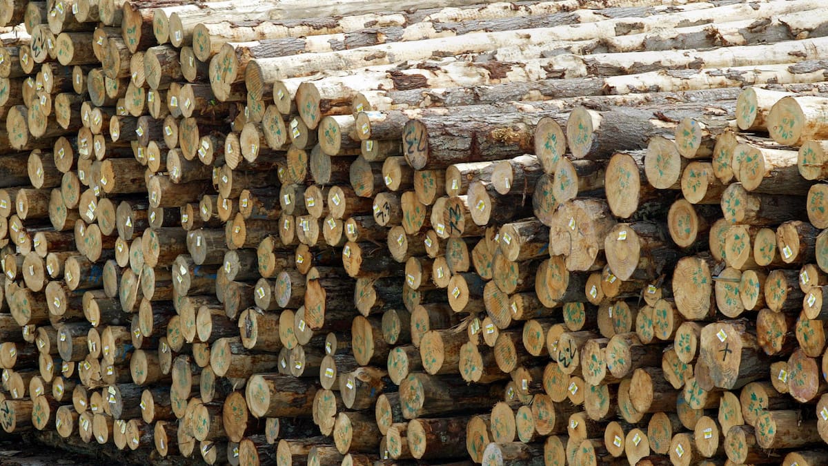 Forestry report: Export log prices provide winter relief – Marcus Musson Forestry report: Export log prices provide winter relief – Marcus Musson