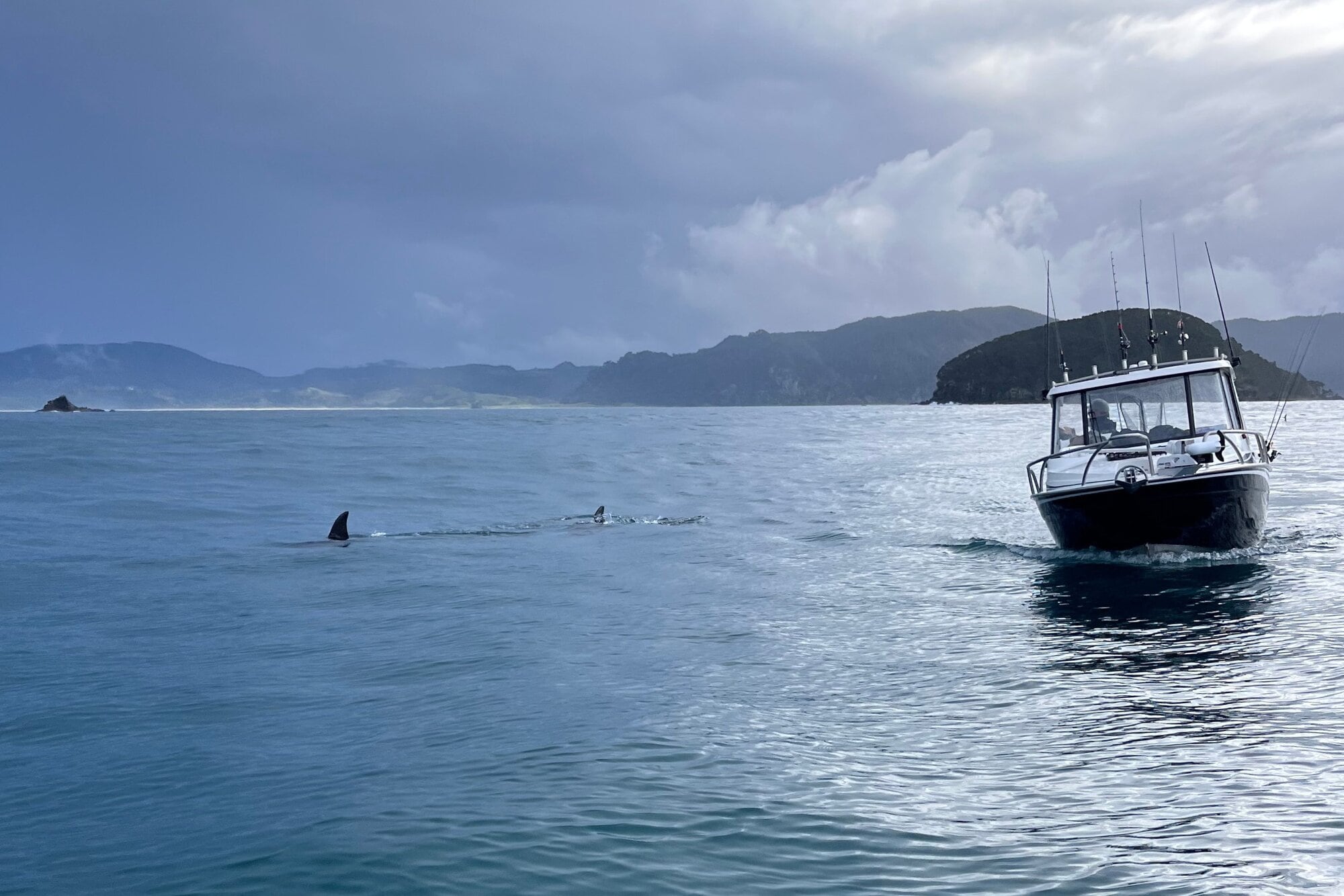 A pod of orca glided past a group of fishermen 400m off Slipper Island near Whangamatā on July 5. Photo / Greg Murphy