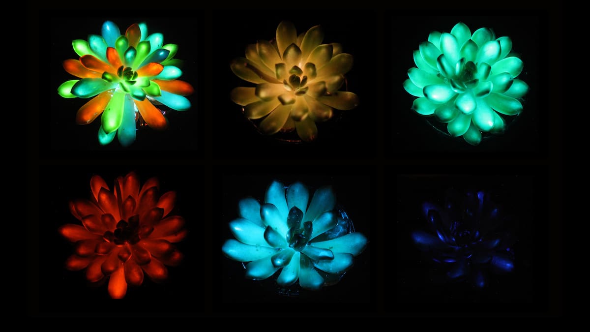Glow-in-the-dark plants: Scientists create light-emitting succulents