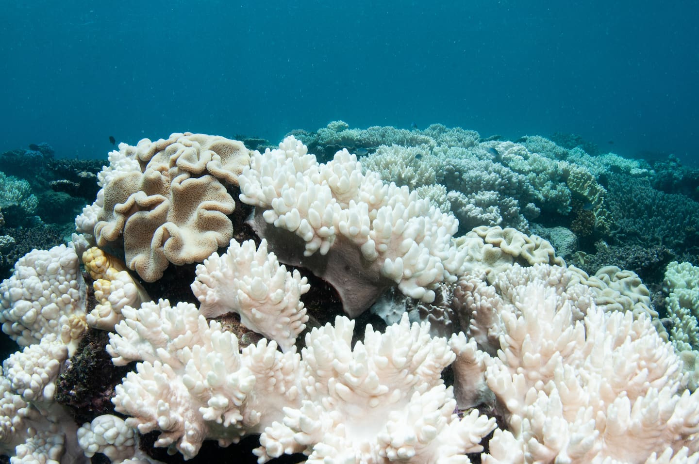 Mass coral bleaching is killing sections of the Great Barrier Reef. Photo / Getty Images