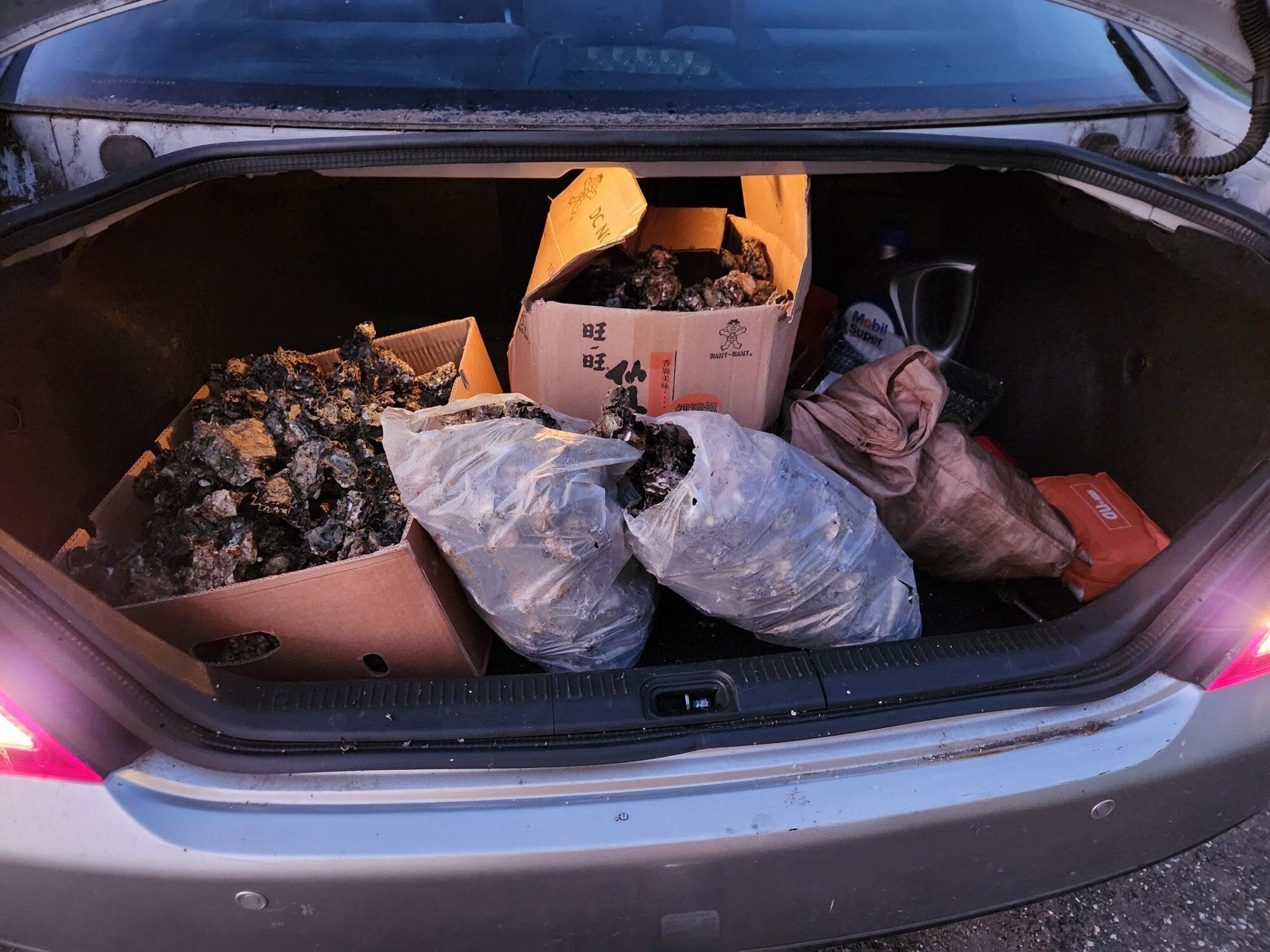 Two people will likely face prosecution after more than 1000 oysters were found in a vehicle at Waitawa Regional Park. Photo / Supplied