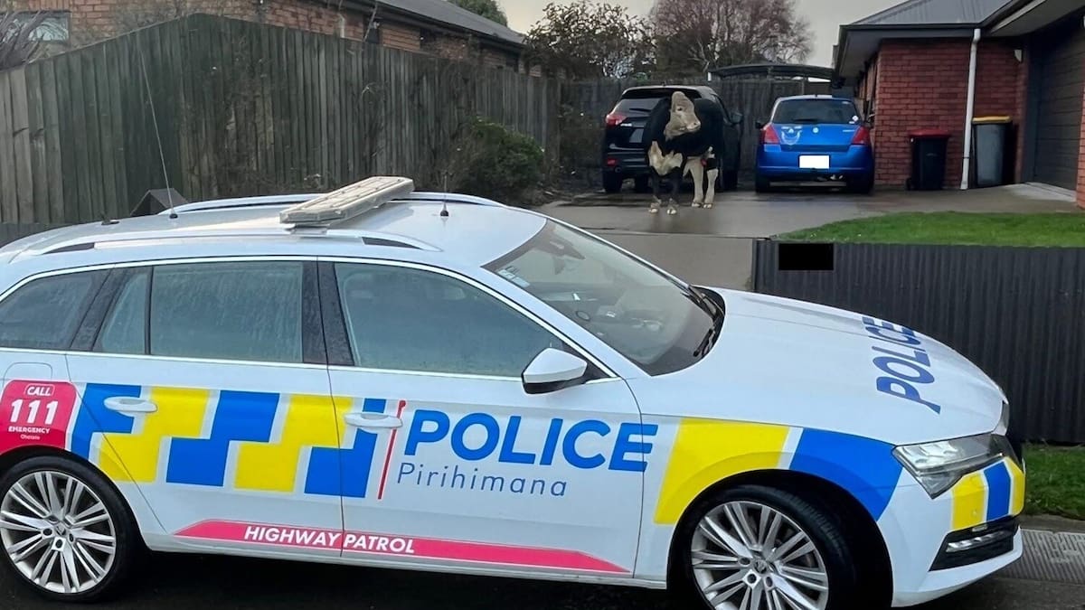 Watch: Invercargill police get ‘incredi-bull’ surprise trotting down road Watch: Invercargill police get ‘incredi-bull’ surprise trotting down road