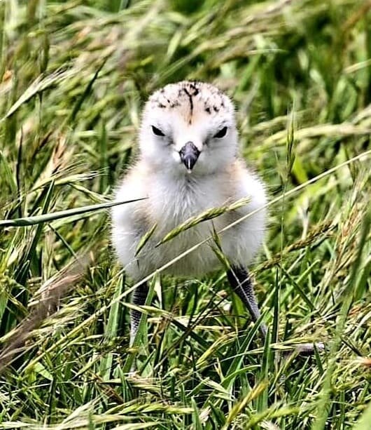 The remaining dotterel chick. Photo/ Supplied.