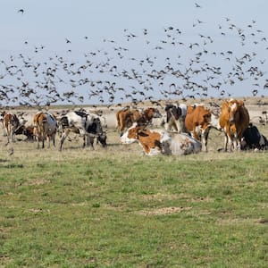 First suspected case of cow-to-human bird flu transfer means NZ must be prepared - epidemiologist