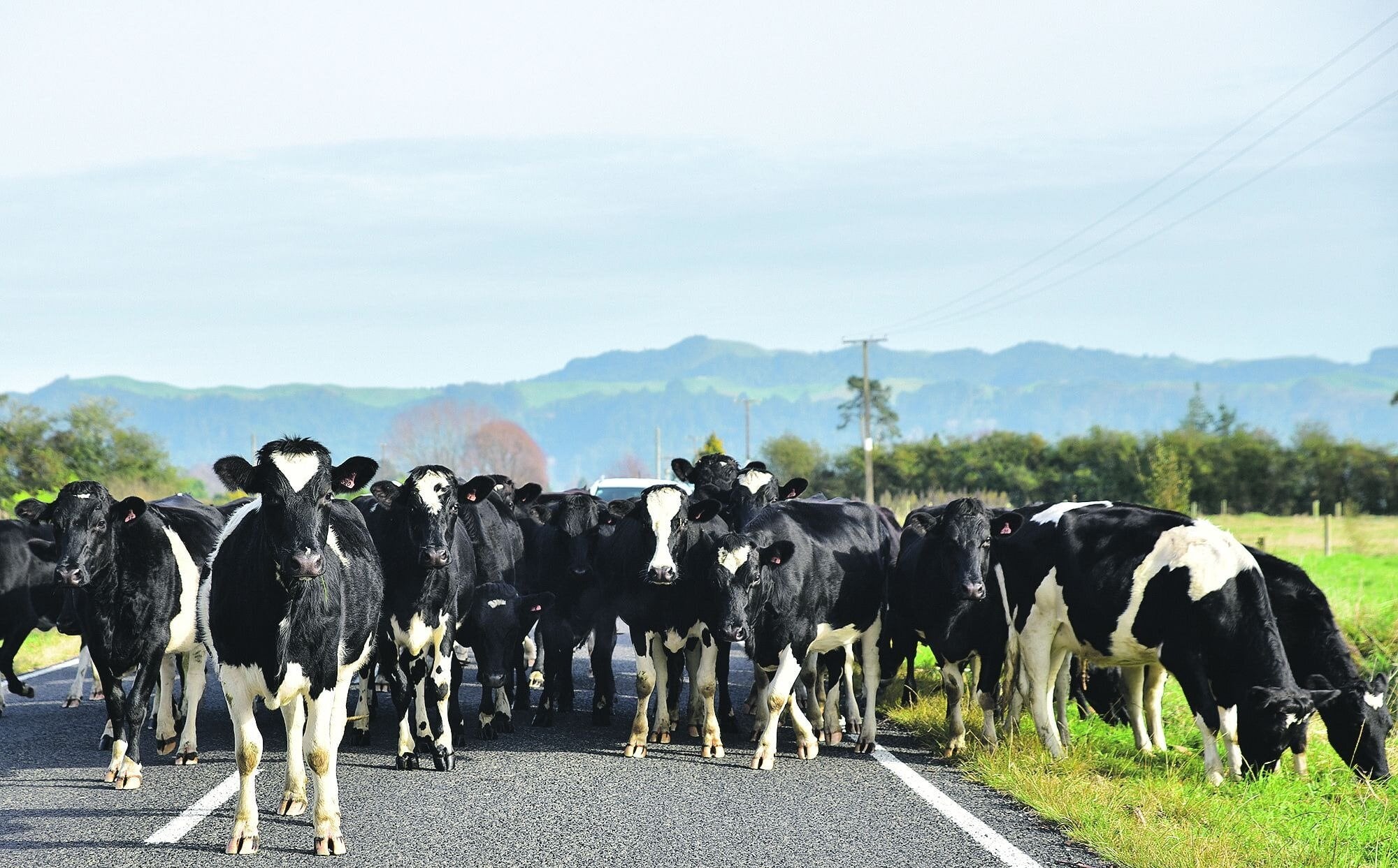  A new draft Stock Movements Bylaw is due to be put out for public consultation in April. Photo / LDR