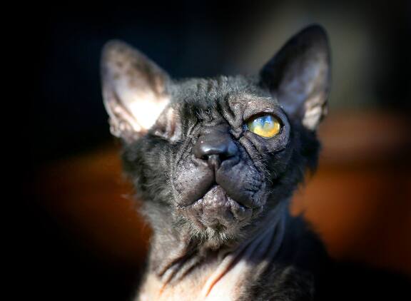 Animal Planet's My Cat From Hell New Season Feral Cats My Cat