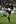Centre - Tana Umaga. Photo / Getty Images