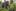 Burma, Auckland Zoo's remaining Indian elephant, going for a walk in the upper ridges of Western Springs Park. Photo / Burma, Auckland Zoo's remaining Indian elephant, going for a walk in the upper ridges of Western Springs Park. Photo / The Aucklander