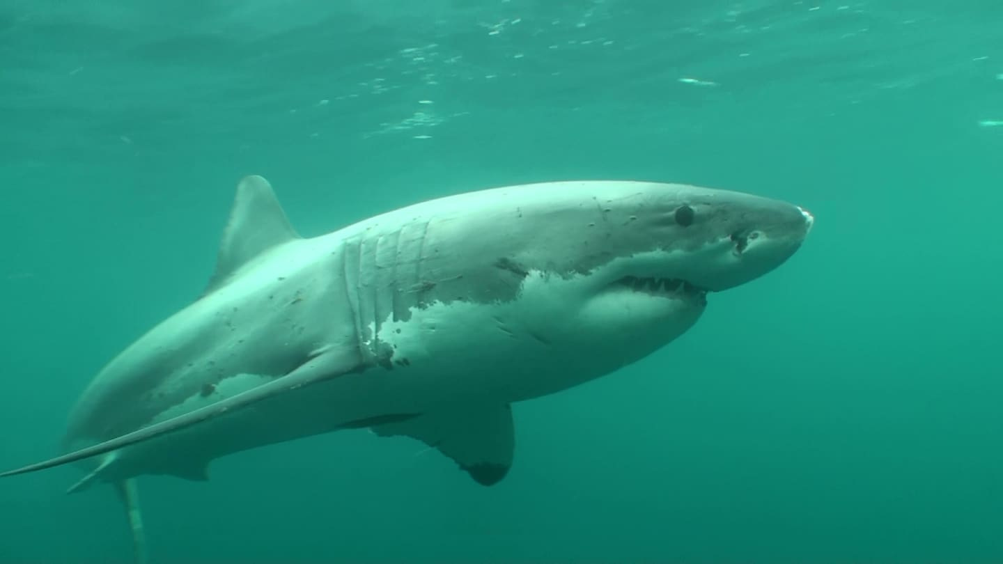 Watch: The shark that cleared Ōhope Beach Watch: The shark that cleared Ōhope Beach