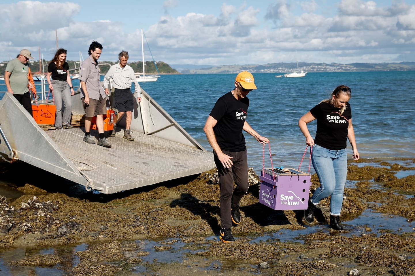 Kiwi are carried ashore at Blackpool Beach, Te Motu-ārai-roa Waiheke Island, after they arrived by barge from neighbouring Ponui Island. Photo / Sylvie Whinray