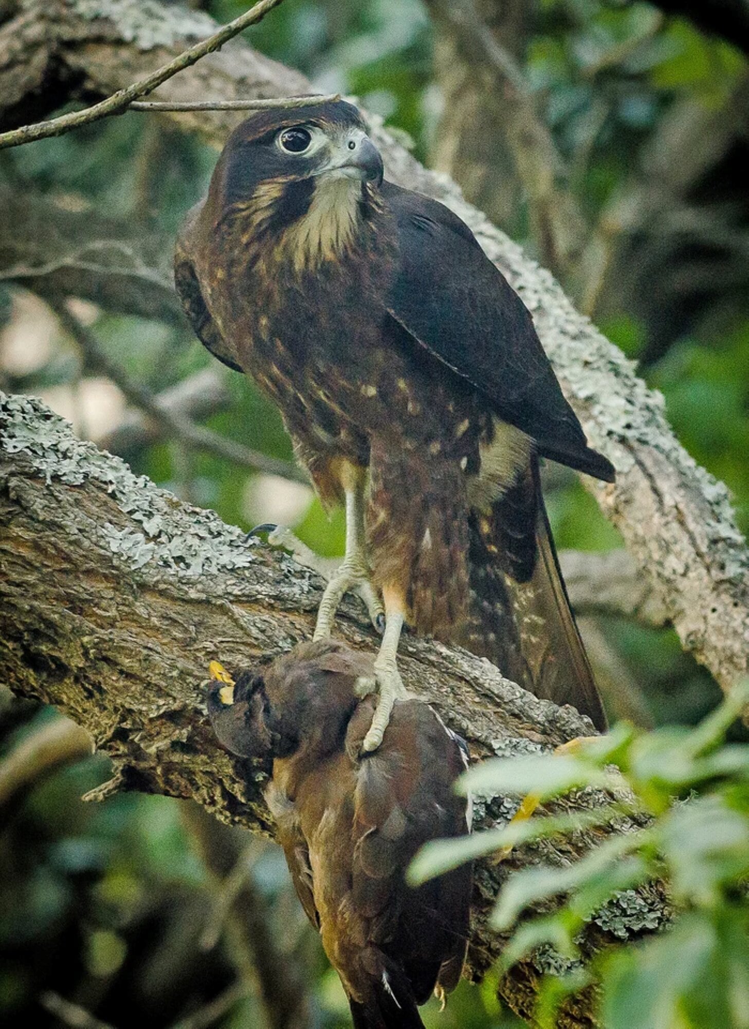 A karearea, or New Zealand falcon. Photo / Mithuna Sothieson