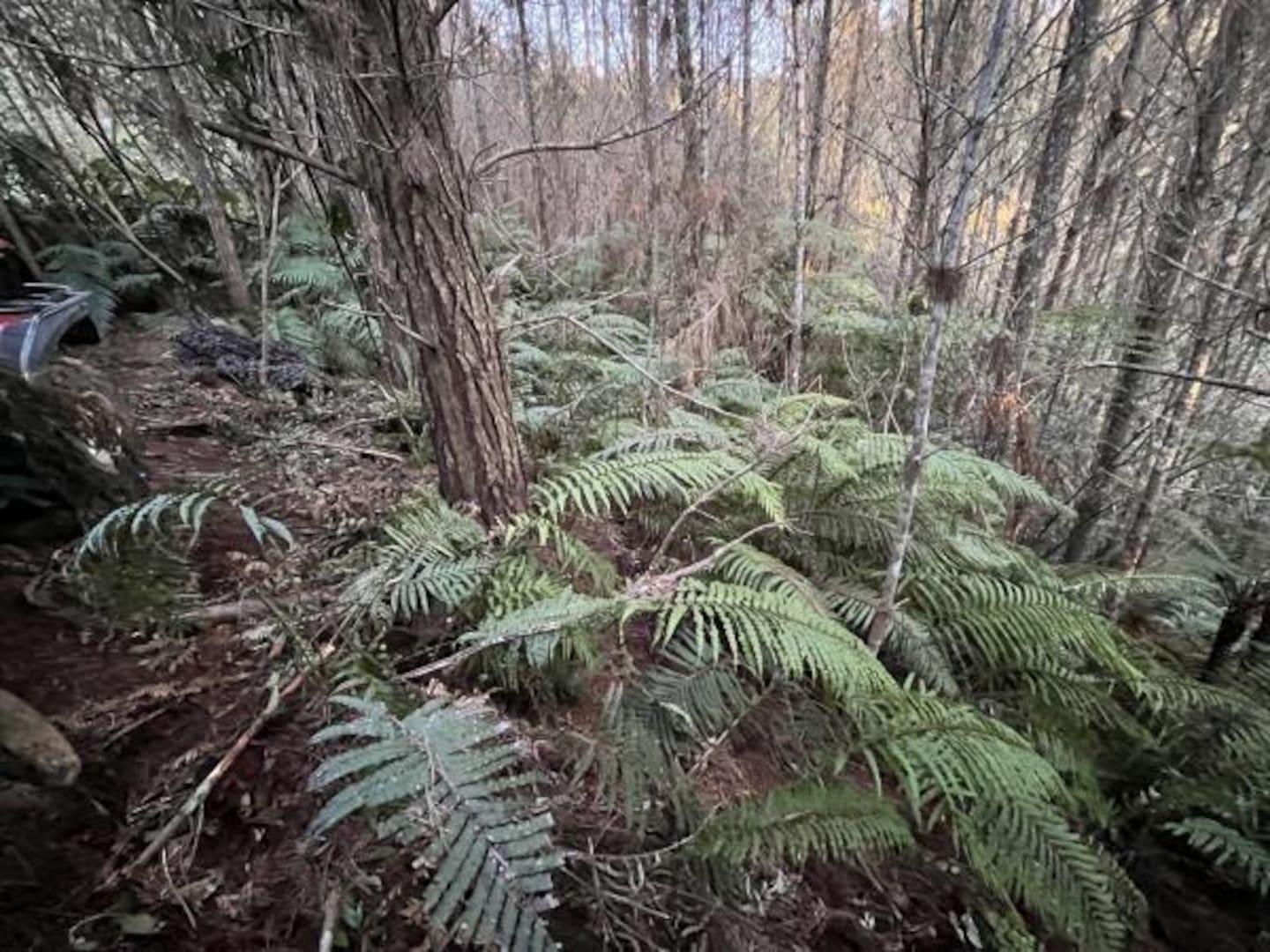 New photographs reveal the campsite where Tom Phillips’ children were. Photo / NZ Police