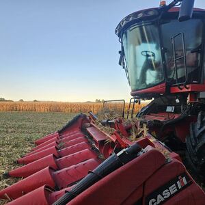 Gisborne-Tairāwhiti News Digest: Maize harvest; sheep dog trials; deerstalkers