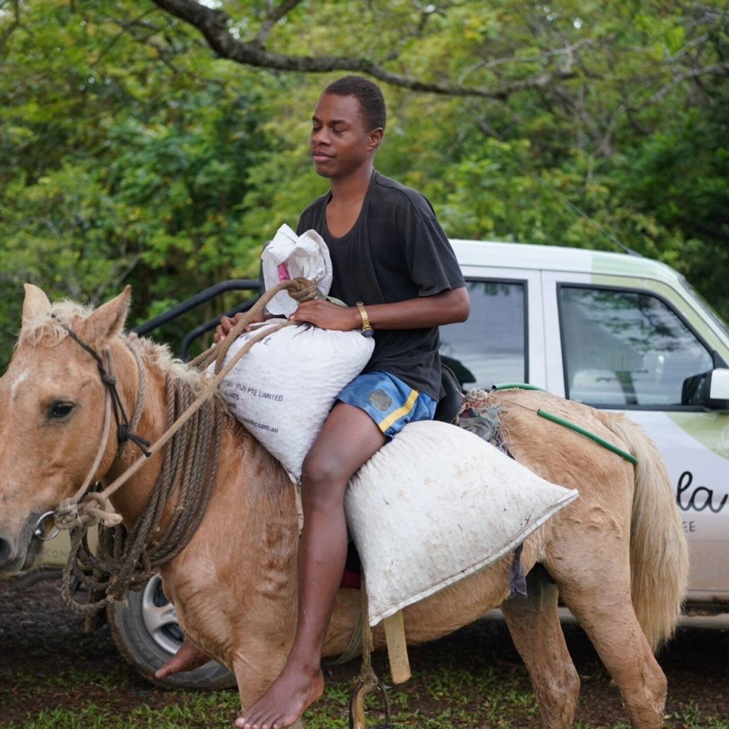  A Fijian villager bringing coffee beans by horseback to the Bula Coffee processing centre in Sigatoka. Photo / Supplied.