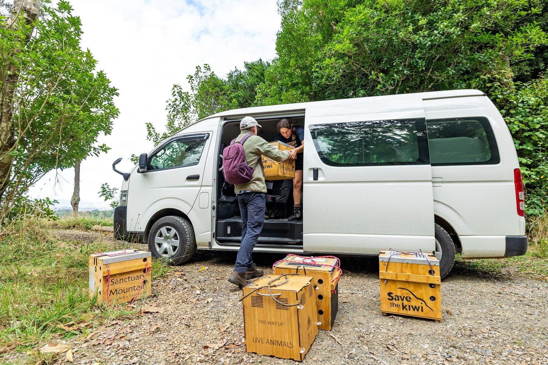 Kiwi are loaded into vans to be transported to their new forever homes. Photo / Supplied