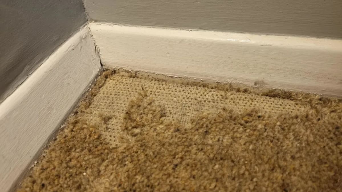'A myth': Carpet moth problem overstated, wool companies say 'A myth': Carpet moth problem overstated, wool companies say