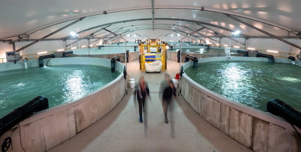 Niwa’s Ruakākā kingfish farm opens door to huge global market - NZ Herald