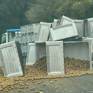 Kiwifruit truck trailer tips on SH2, causing delays in Bay of Plenty