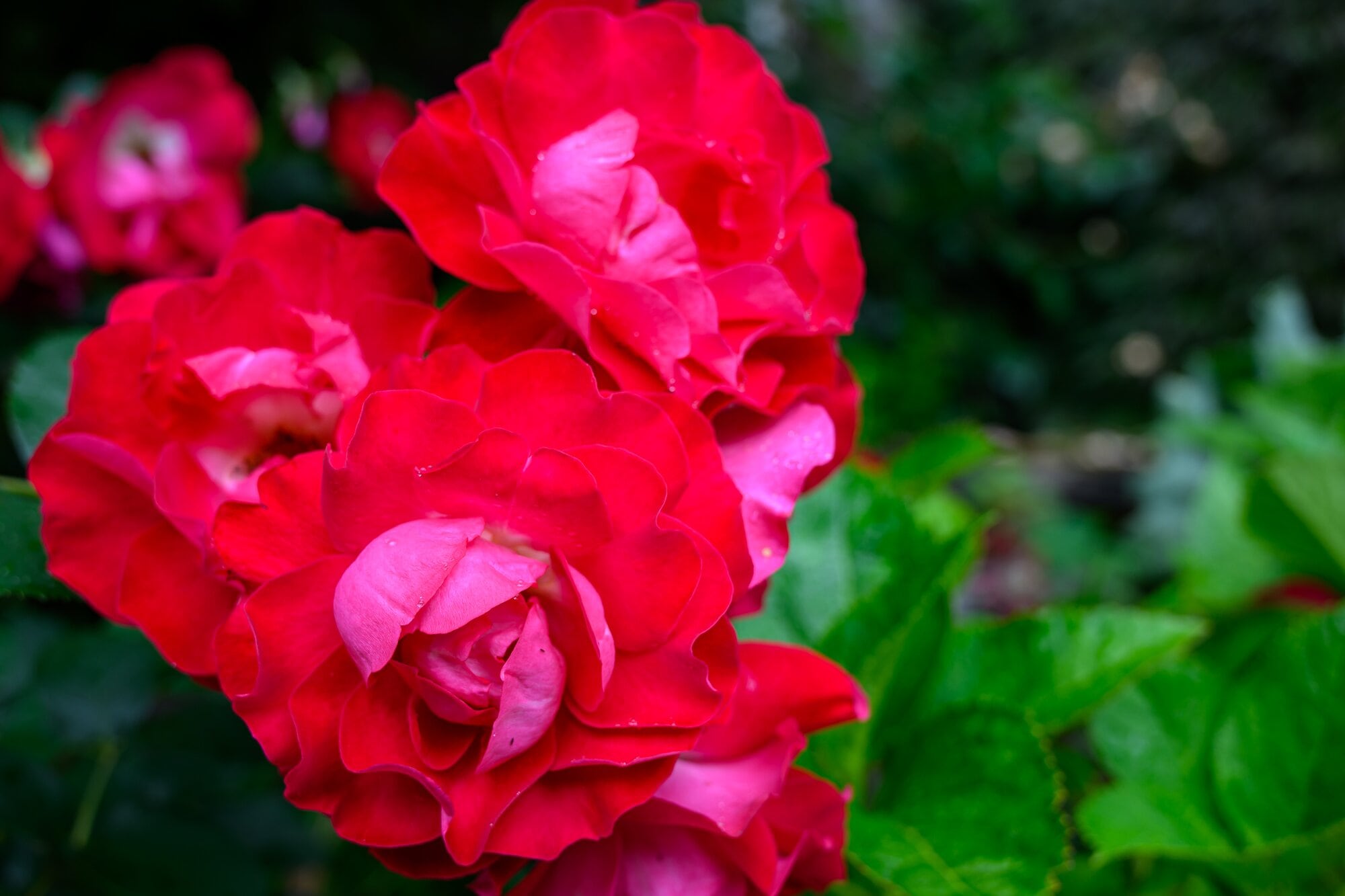 A wild cherry rose bred by Rob Somerville, who is based in Te Puna. Photo / David Hall