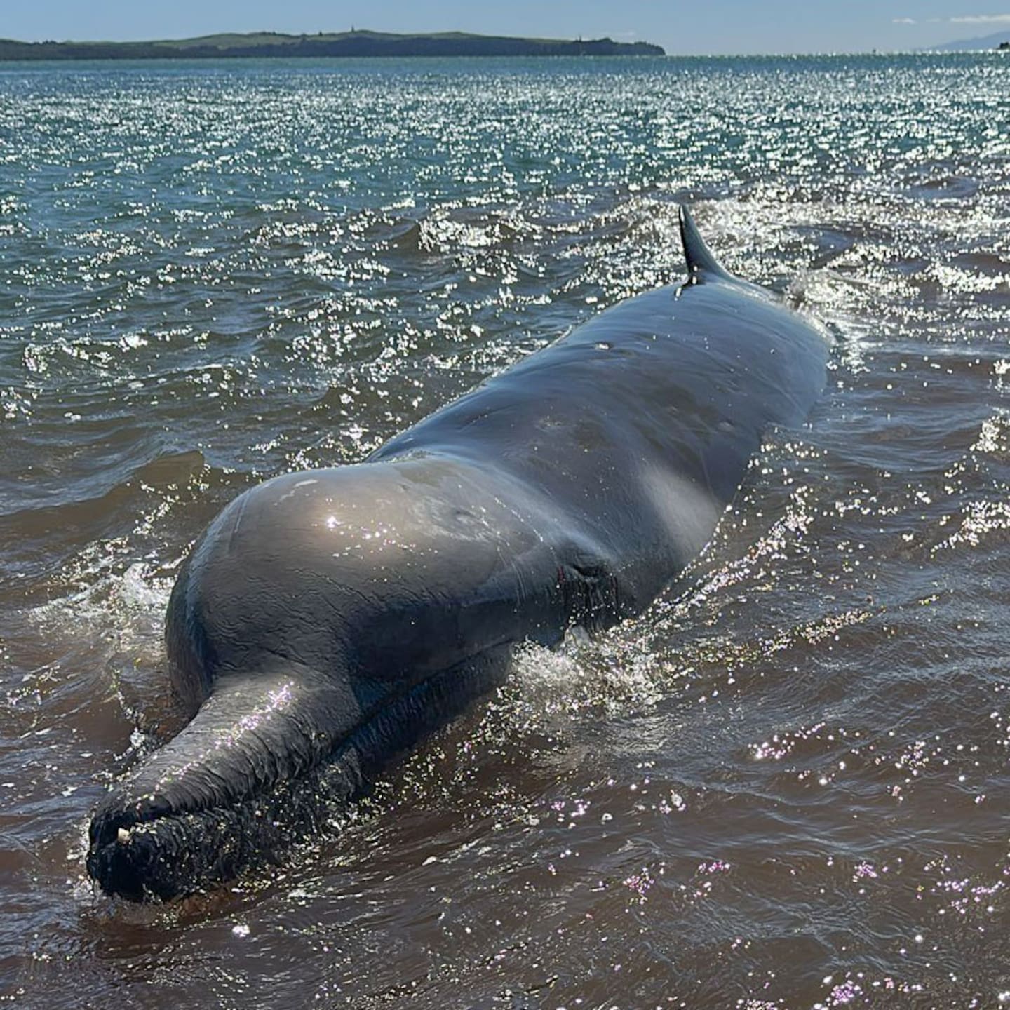 The shepherd's beaked whale was stranded for seven hours until volunteers managed to free it. Photo / Supplied - #richardthekayaker