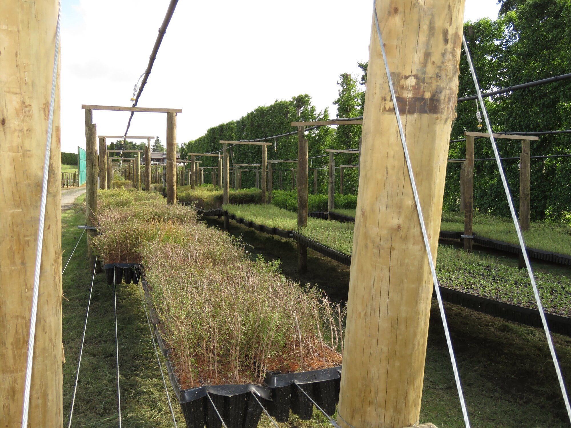  The new post and wire system, which is low-cost and raises plants raised off the ground. Photo / Merle Cave