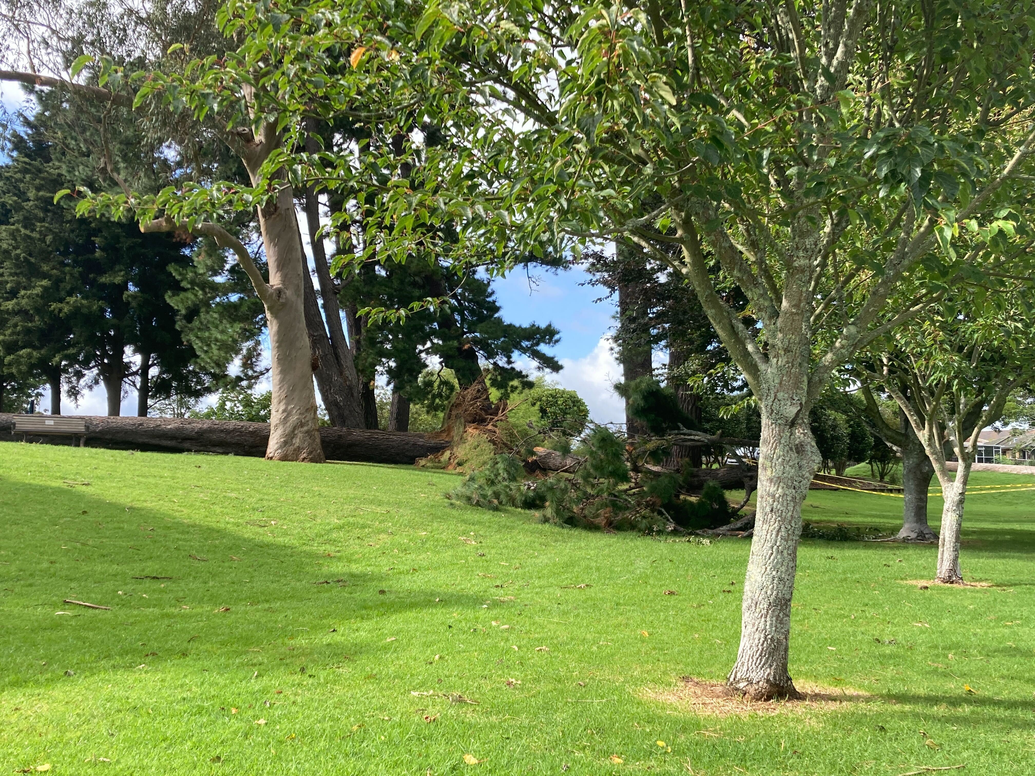 A 60m pine tree has been uprooted in Yatton Park, Tauranga. Photo / Samantha Motion