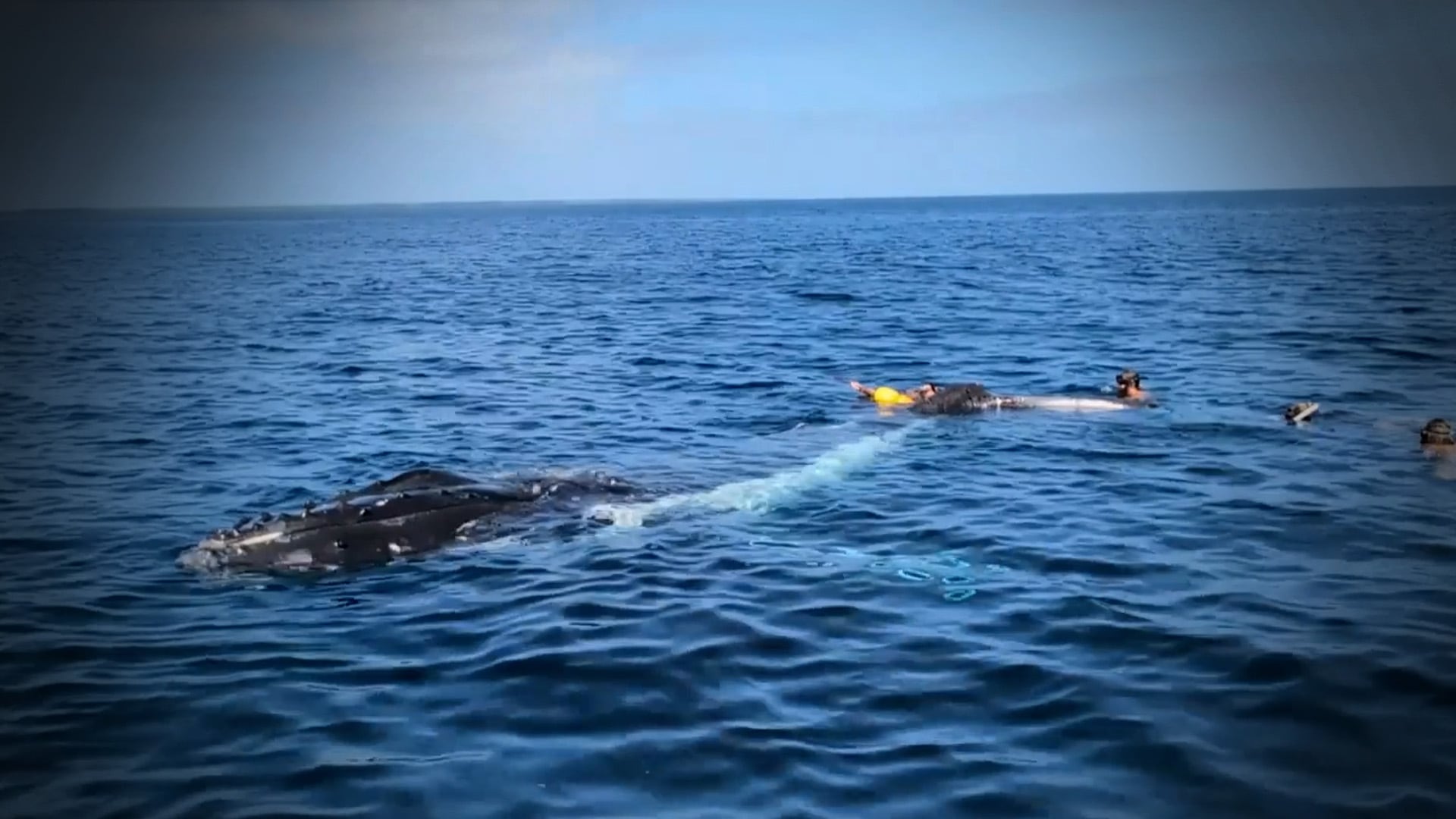 Watch: Dramatic whale rescue in Tonga caught on camera