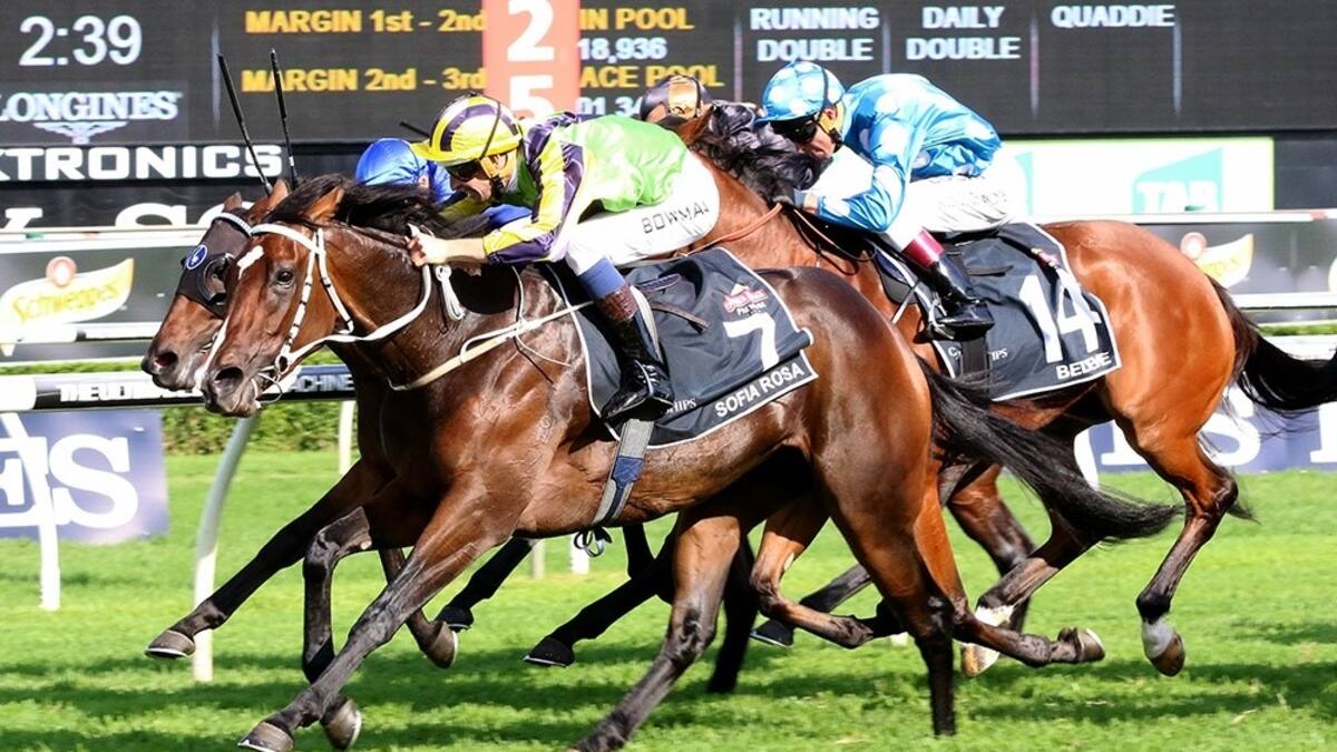 Racing: Mares' feature at Te Rapa - NZ Herald