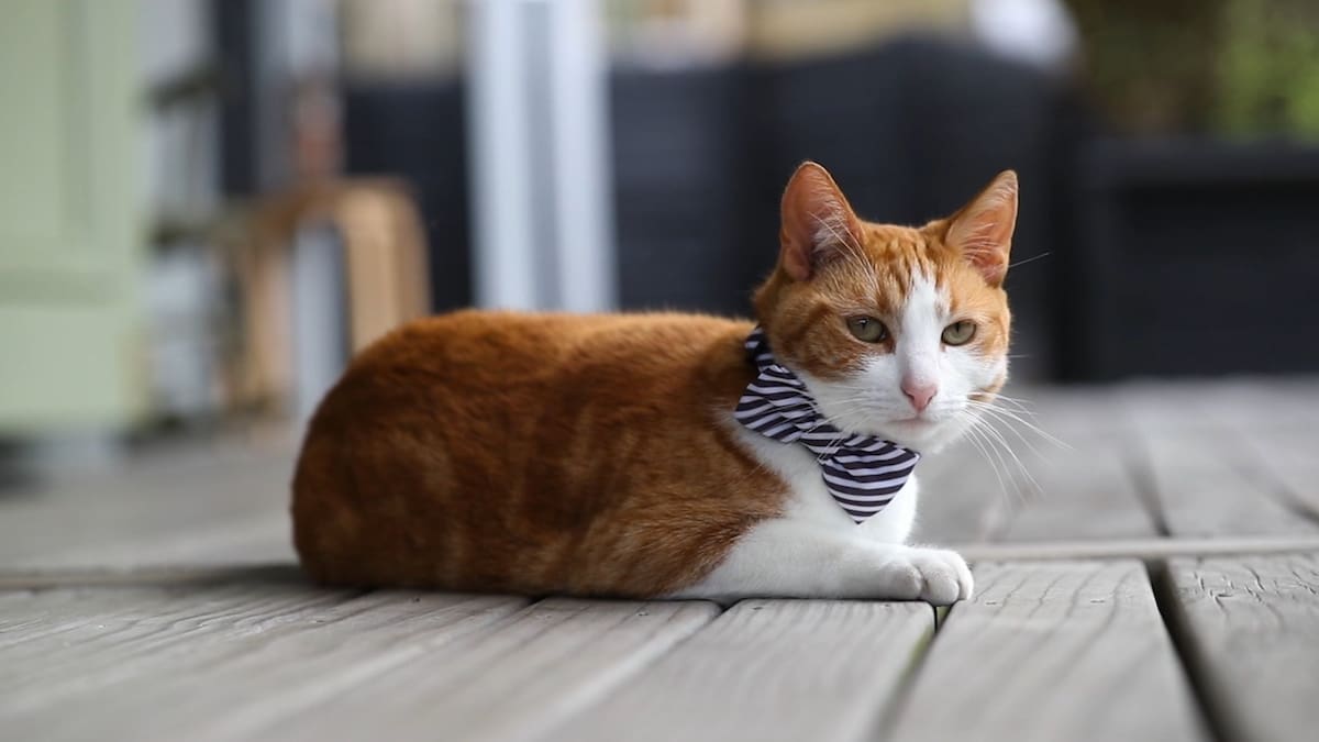 Meet Simon: The $22k two-legged cat NZ Herald1