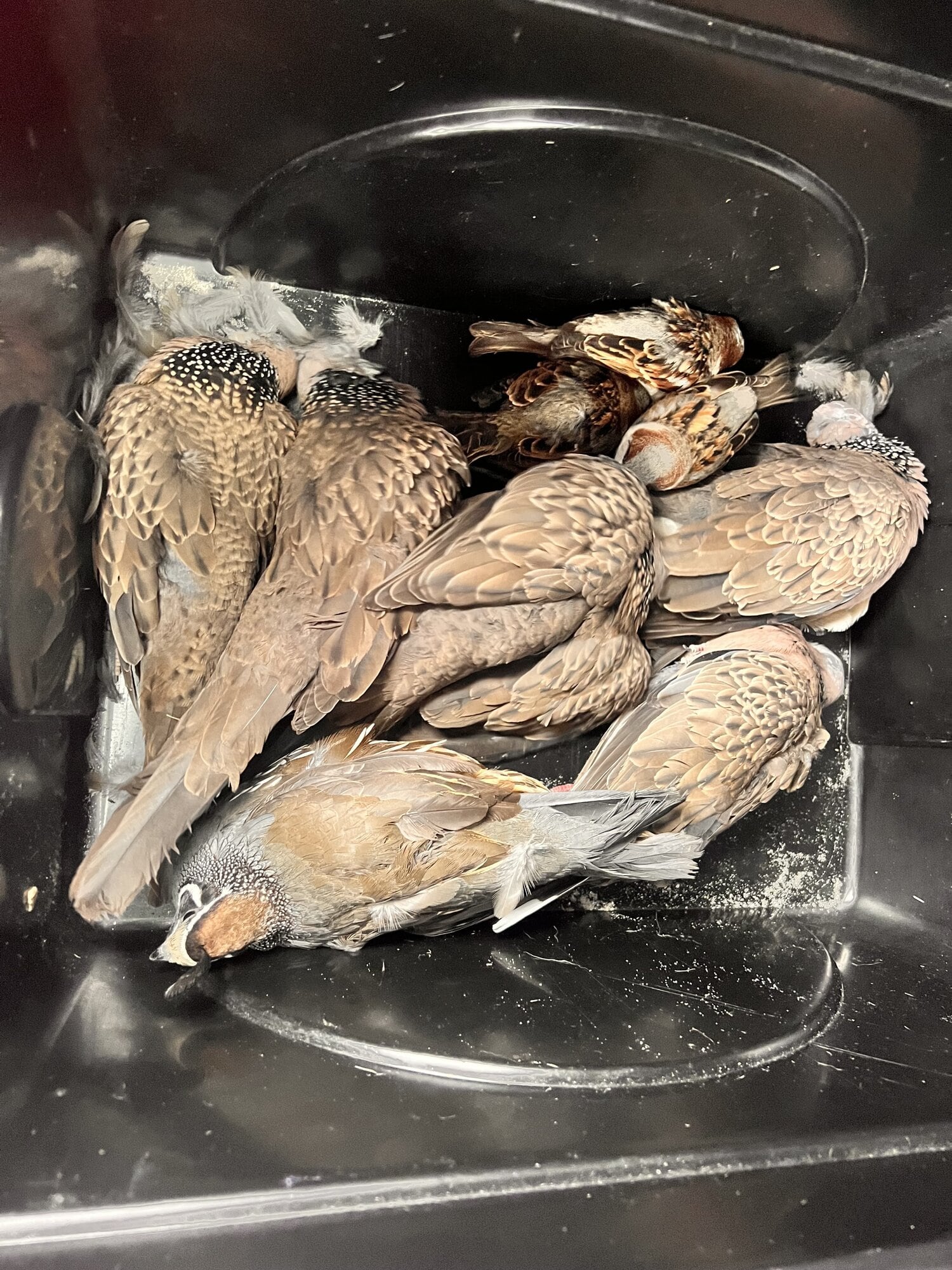  Dead birds found at Pāpāmoa Hills Cultural Heritage Regional Park after a suspected poisoning. Photo / Jill McFarlane