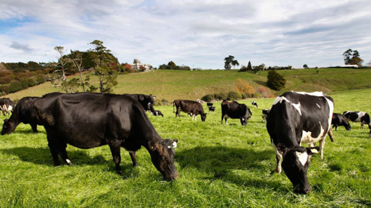 Fonterra says rising global demand is driving new organic opportunities for farmers. Photo / Brett Phibbs