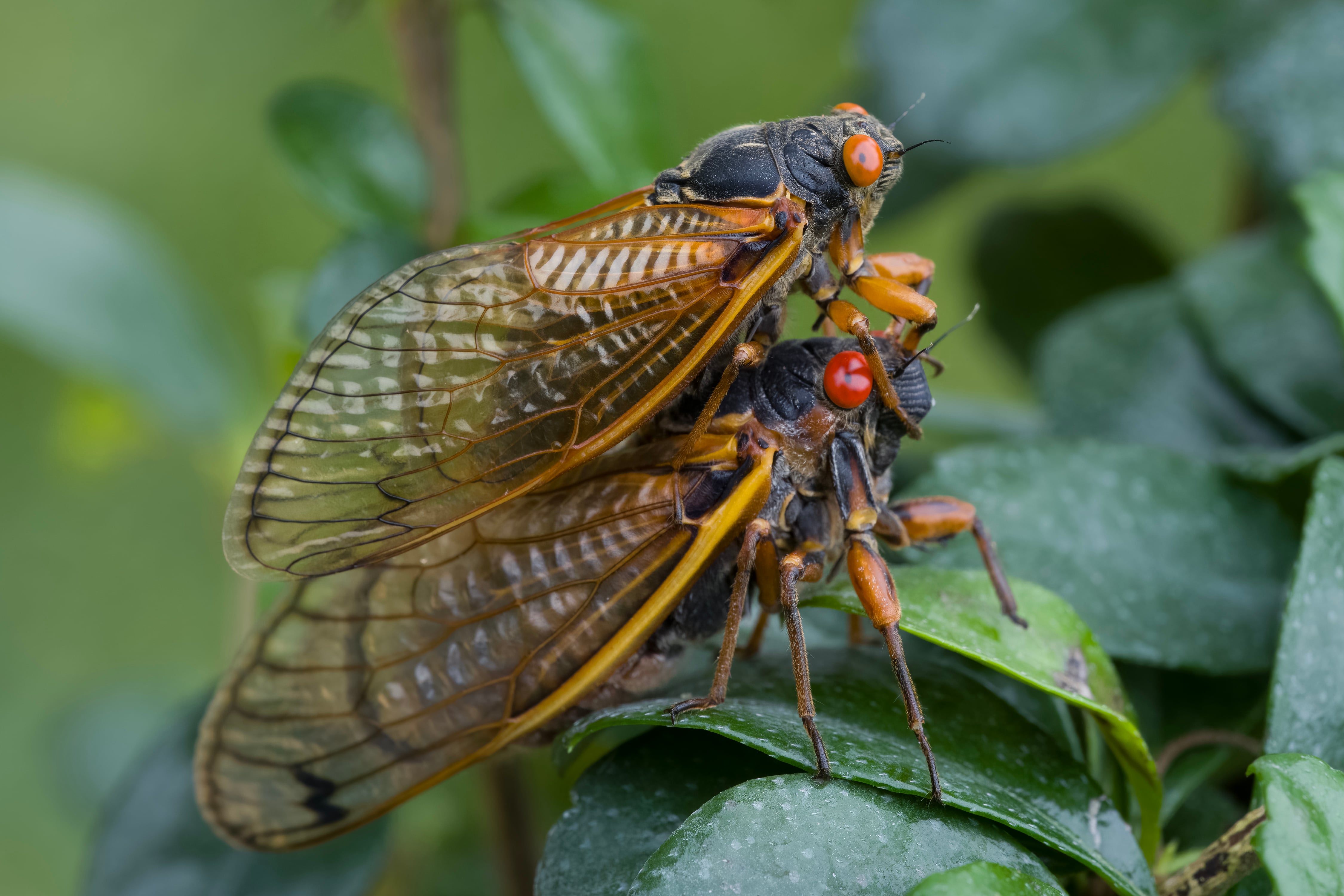 Male and female cicadas. In most cicada species, females are larger. Photo / Getty Images