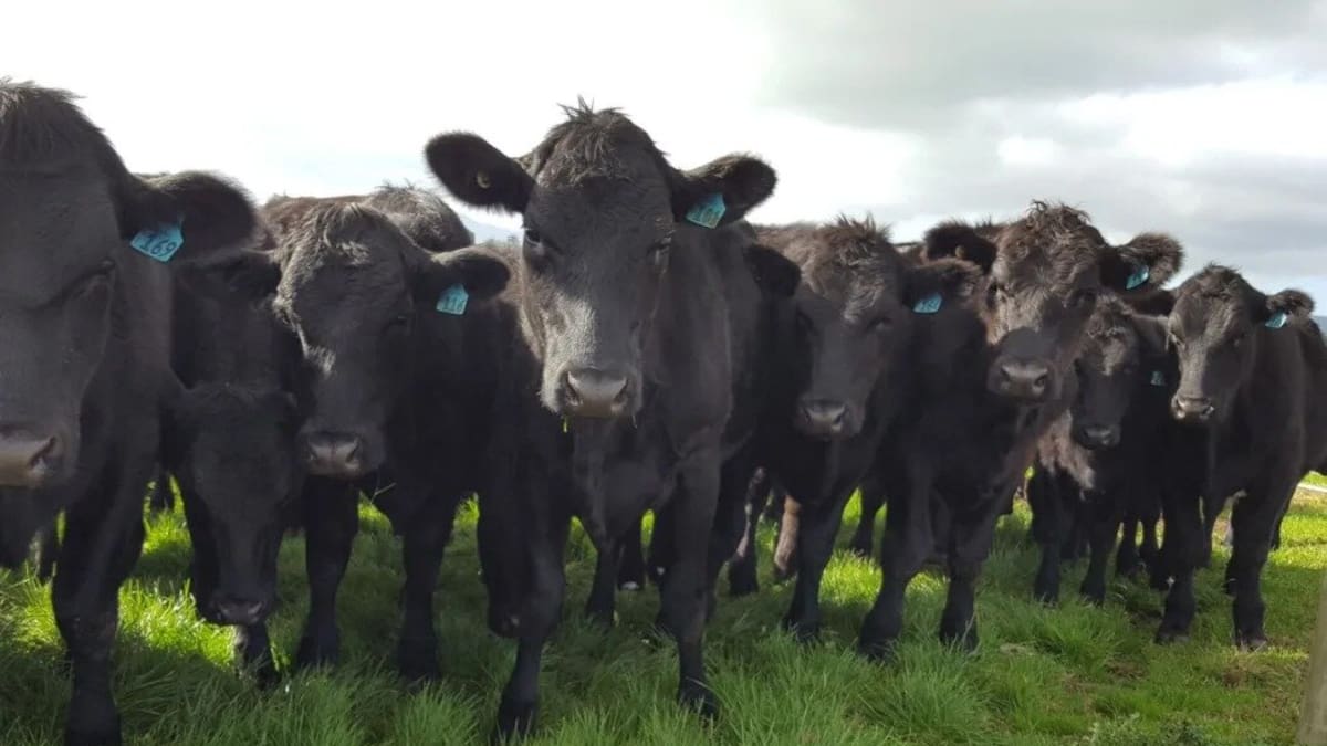 Climate change and farming: New Zealand beef sector likely first in line for emissions-reducing livestock pill