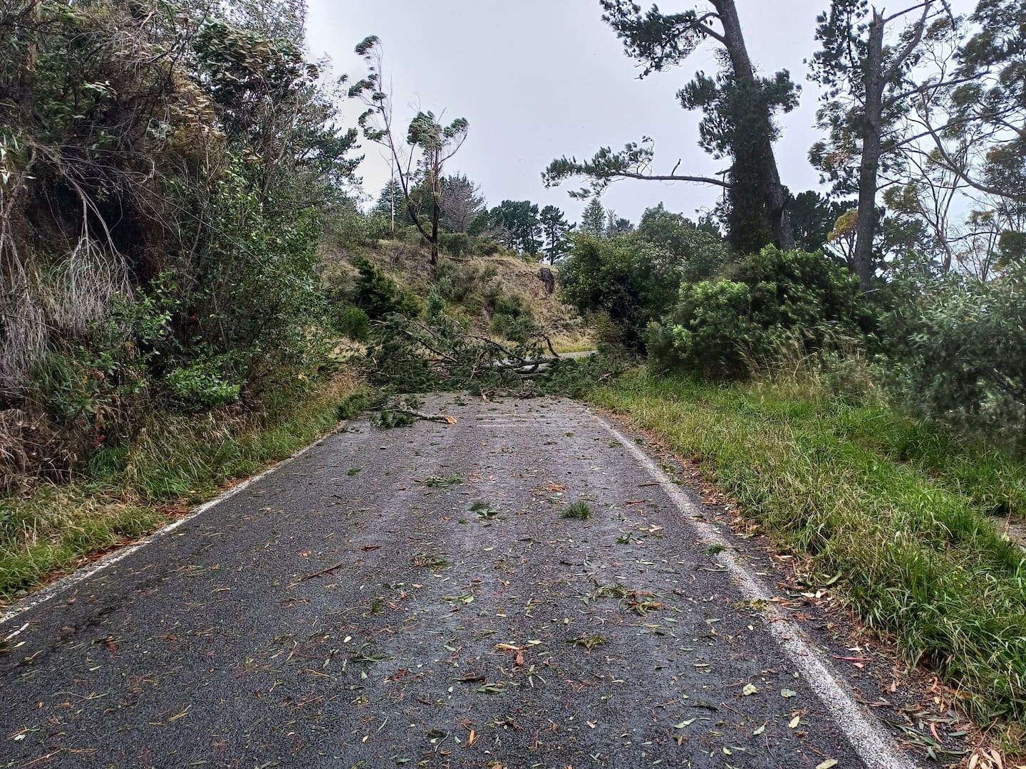 A tree down on Te Mata Peak, across Te Mata Peak Rd, on Monday morning. Photo / Facebook