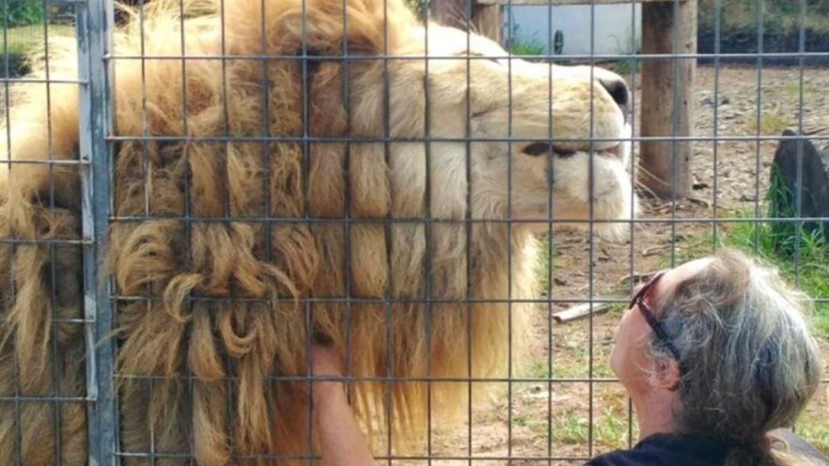 Queensland zoo incident: Zoo owner denies attack after woman loses arm to lioness
