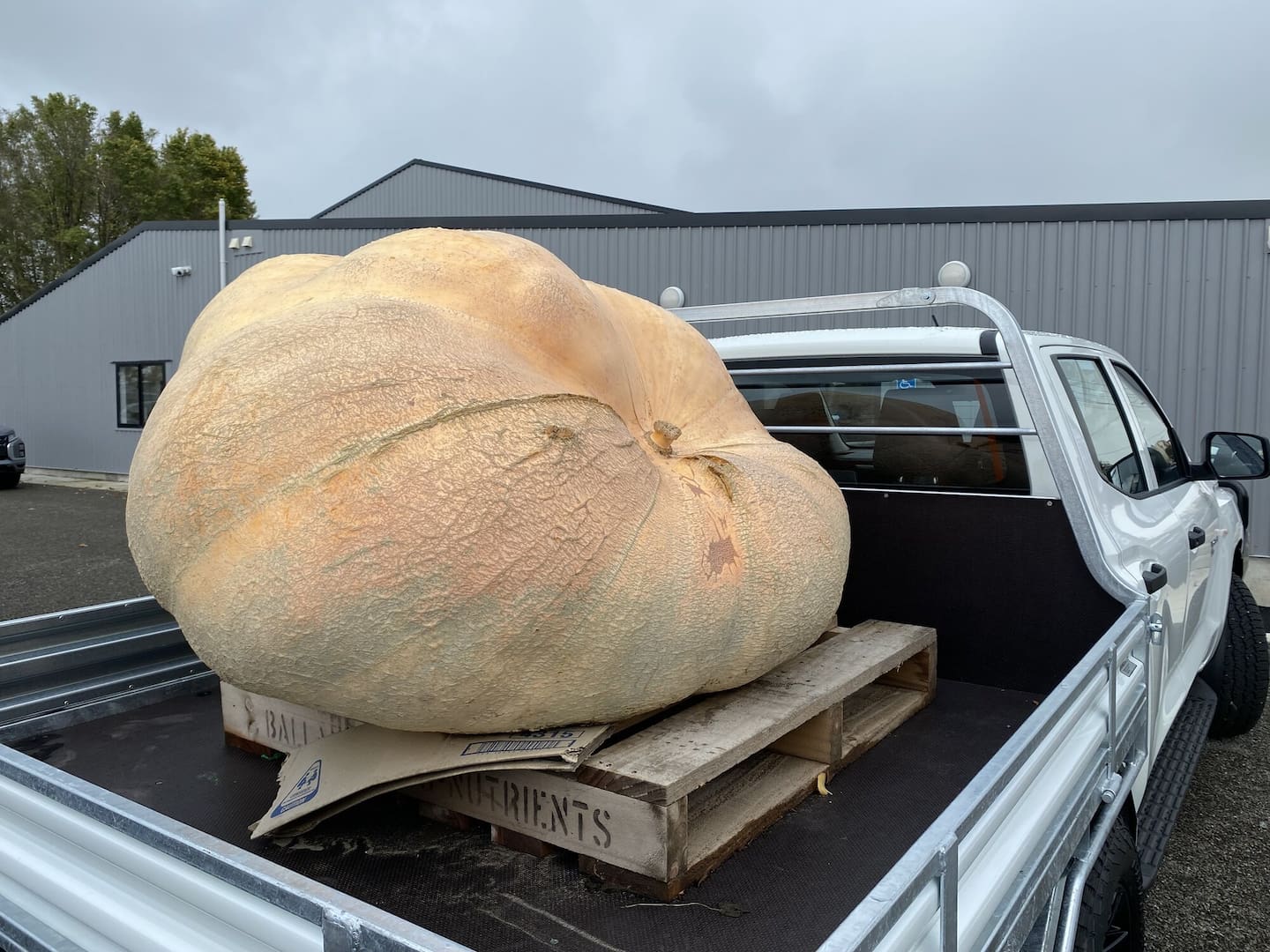 The pumpkin is testing the suspension of the ute it is displayed on at McVerry Crawford in Marton. Photo / Fin Ocheduszko Brown
