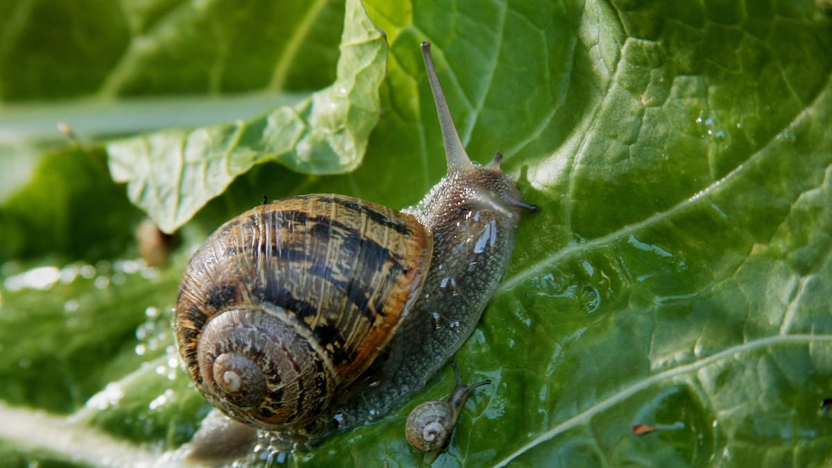 Vege tips: Rabbits and aphids and snails, oh my! Vege tips: Rabbits and aphids and snails, oh my!