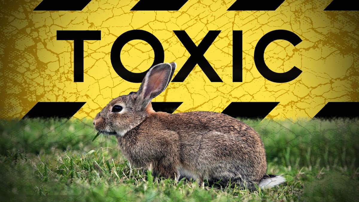 Could a lab blunder replace 1080 poison and solve NZ’s rabbit plague? Could a lab blunder replace 1080 poison and solve NZ’s rabbit plague?