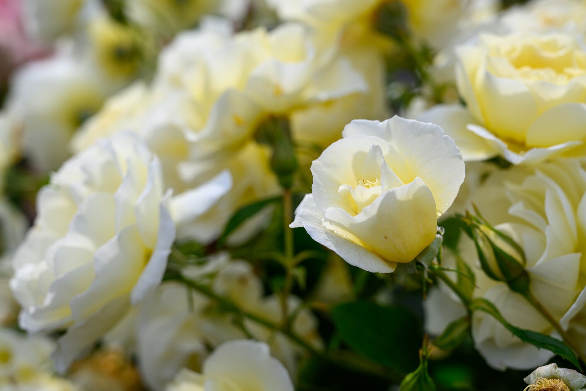 A Saint Mary's rose bred by Rob Somerville in Te Puna. Photo / David Hall