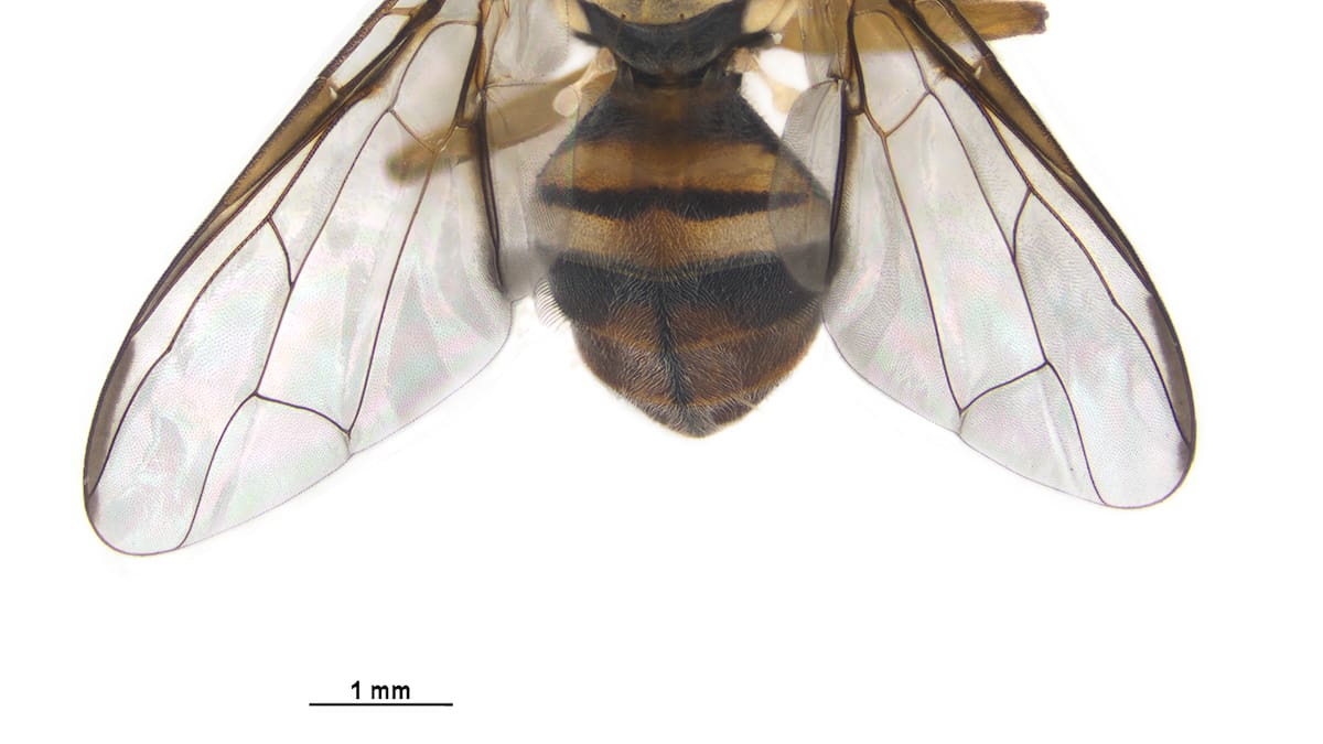 Oriental fruit fly: Legal controls on fruit, vege announced for Papatoetoe – Biosecurity NZ Oriental fruit fly: Legal controls on fruit, vege announced for Papatoetoe – Biosecurity NZ