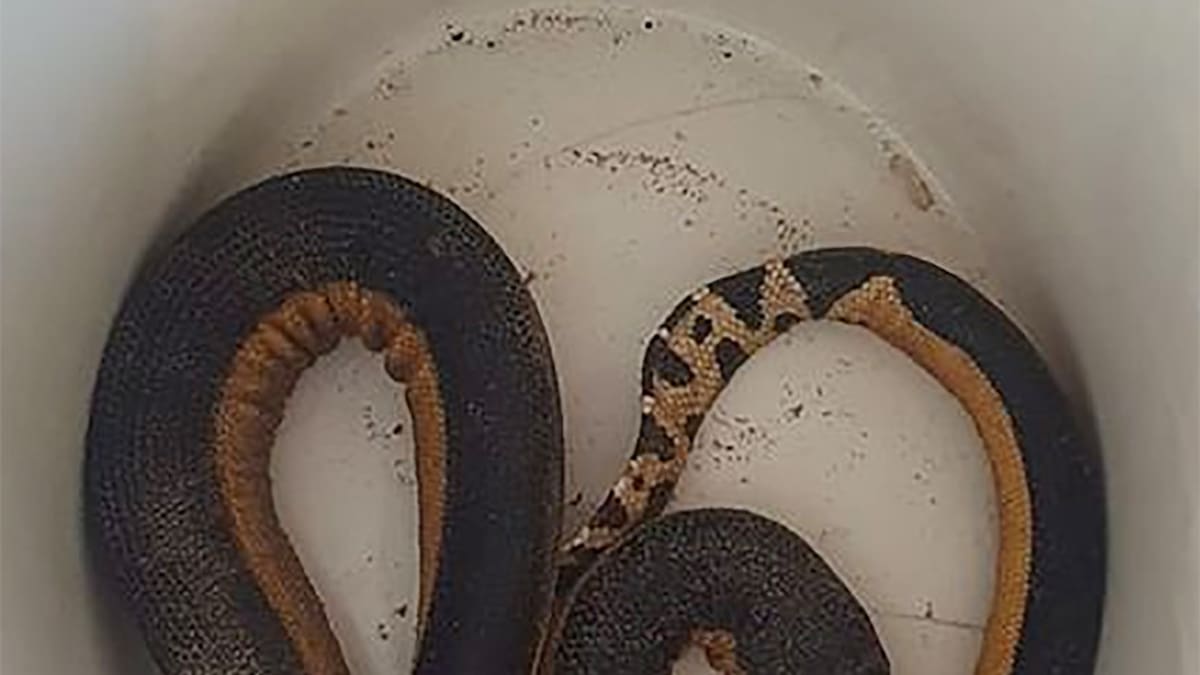 Highly venomous sea snake washes up alive on beach