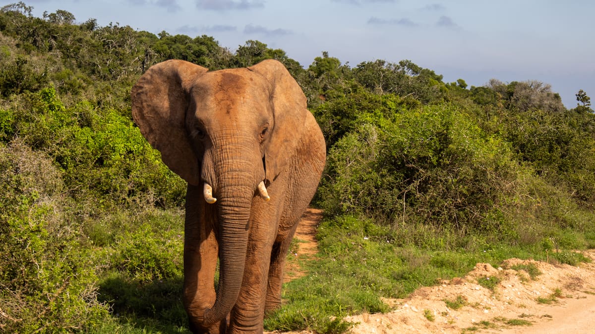 Kiwi tourist Alison Taylor killed by elephant in Zambia was ‘amazing’ woman