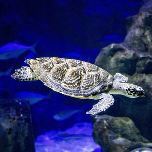 featured-image